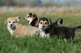 CORGI PEMBROKE 1108